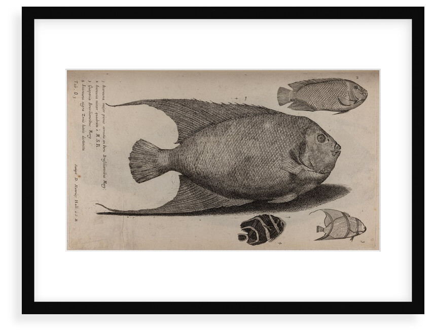 Various fish specimens by Unknown