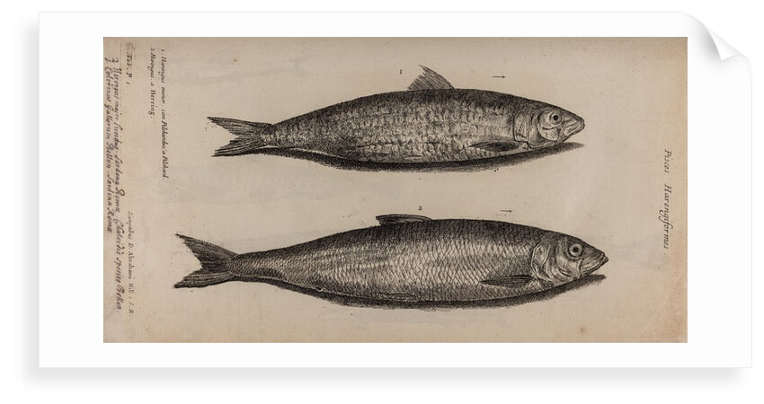 Herring by Unknown
