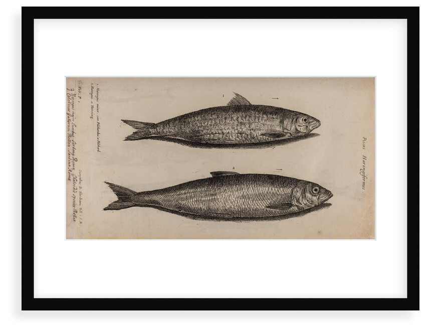Herring by Unknown
