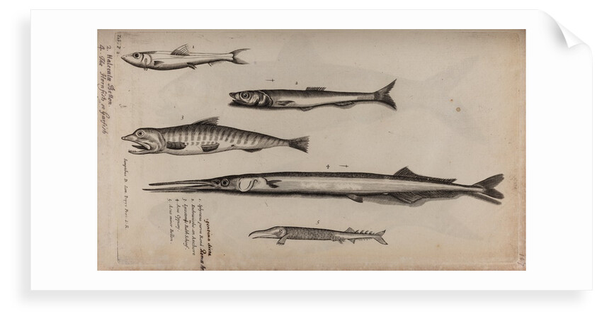 Various fish specimens by Unknown