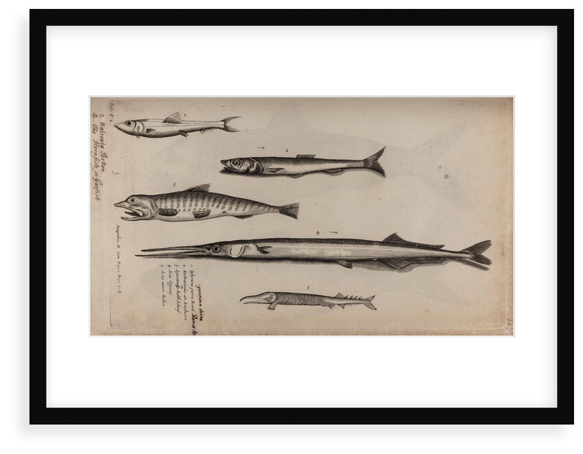 Various fish specimens by Unknown
