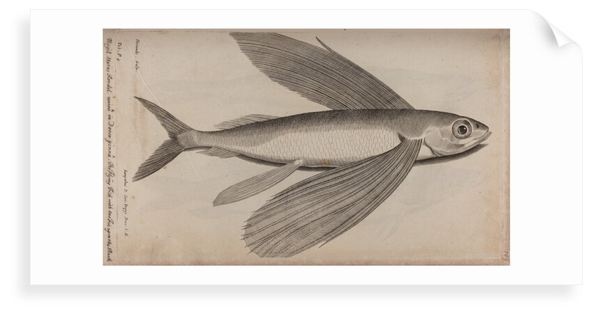 Flying fish by Unknown