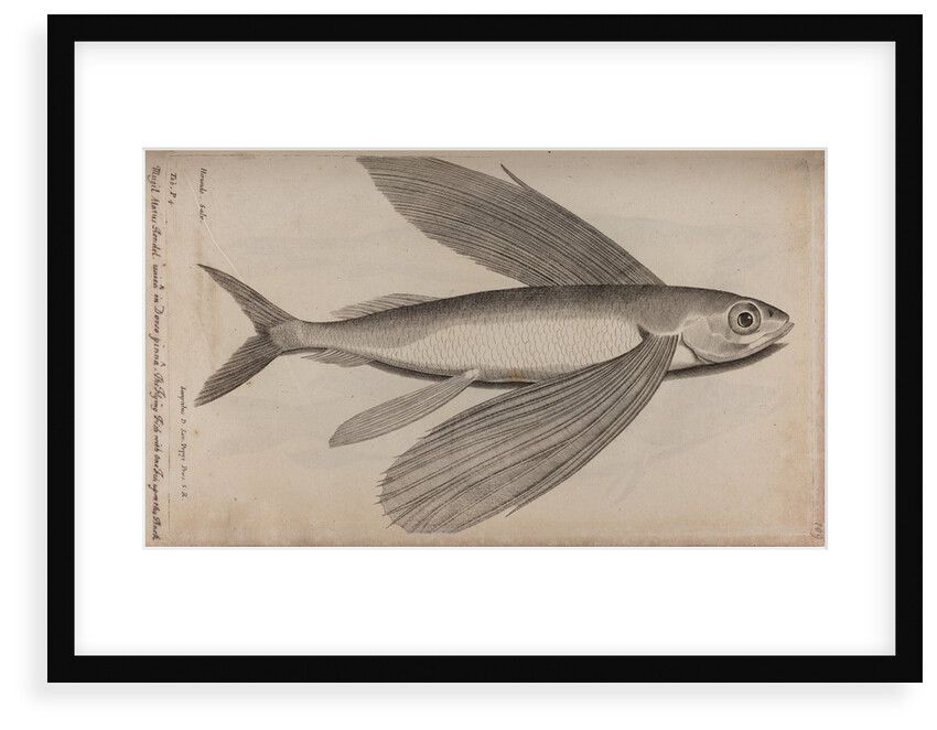 Flying fish by Unknown