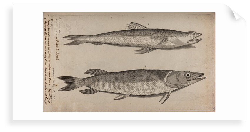 Lizardfish and pike by Unknown