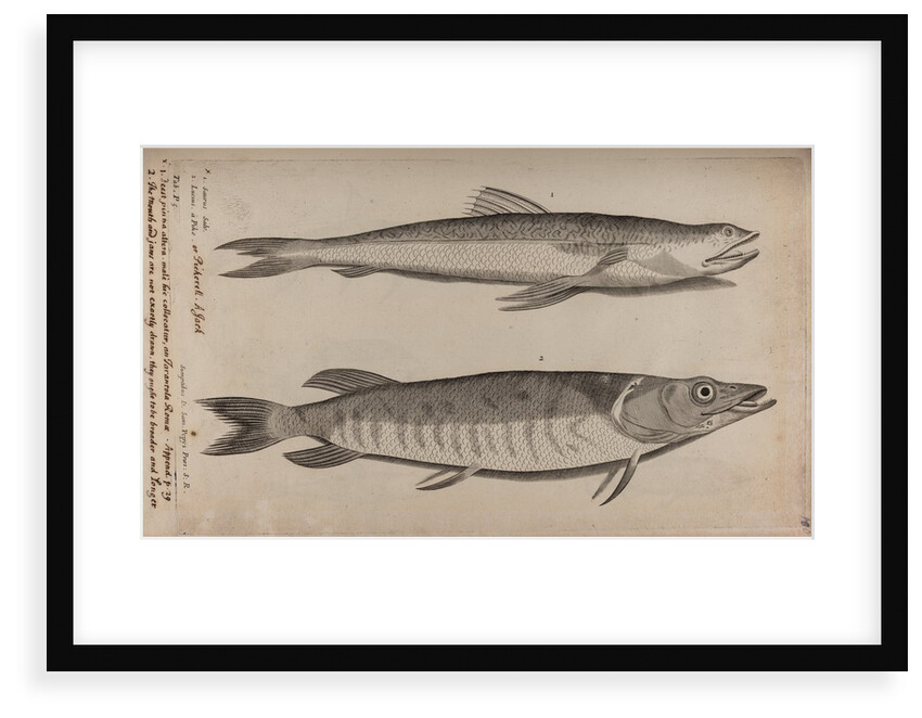 Lizardfish and pike by Unknown