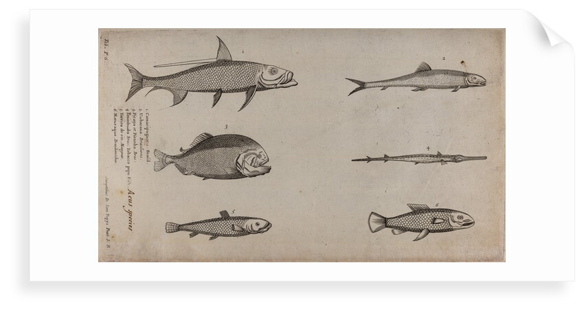 Various fish specimens by Unknown