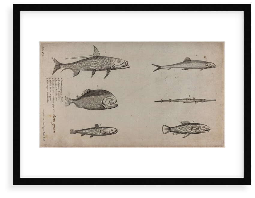 Various fish specimens by Unknown