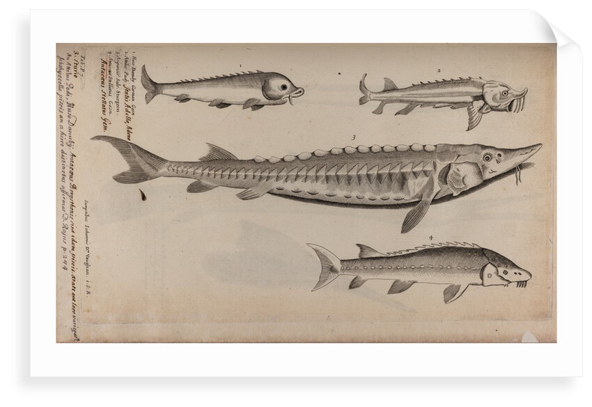 Various fish specimens by Unknown