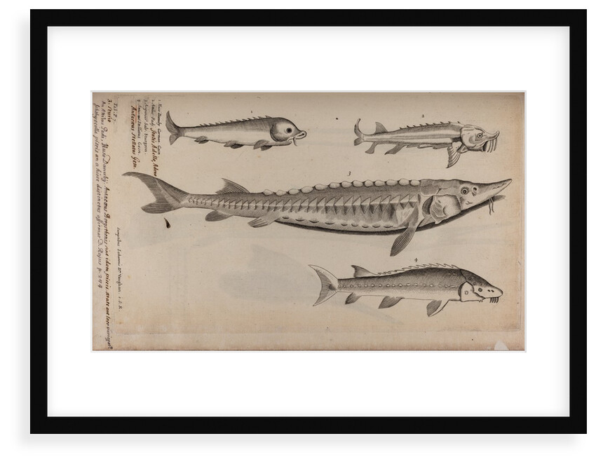 Various fish specimens by Unknown