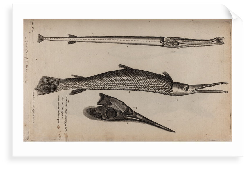 Needlefish and garfish by Unknown