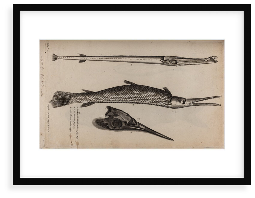 Needlefish and garfish by Unknown