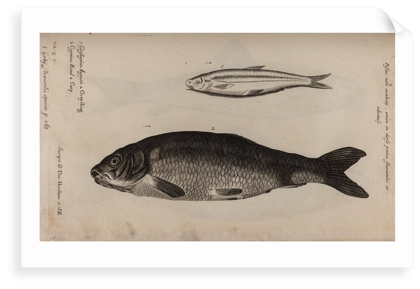 Greyling and carp by Unknown