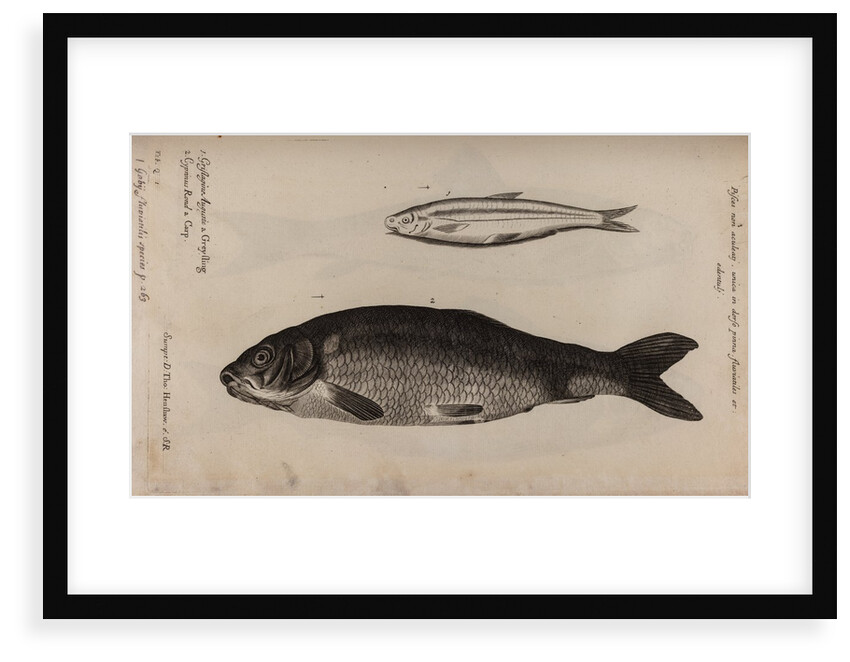 Greyling and carp by Unknown