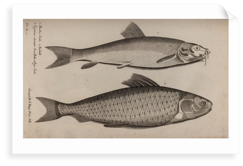 Barbel and carp by Unknown