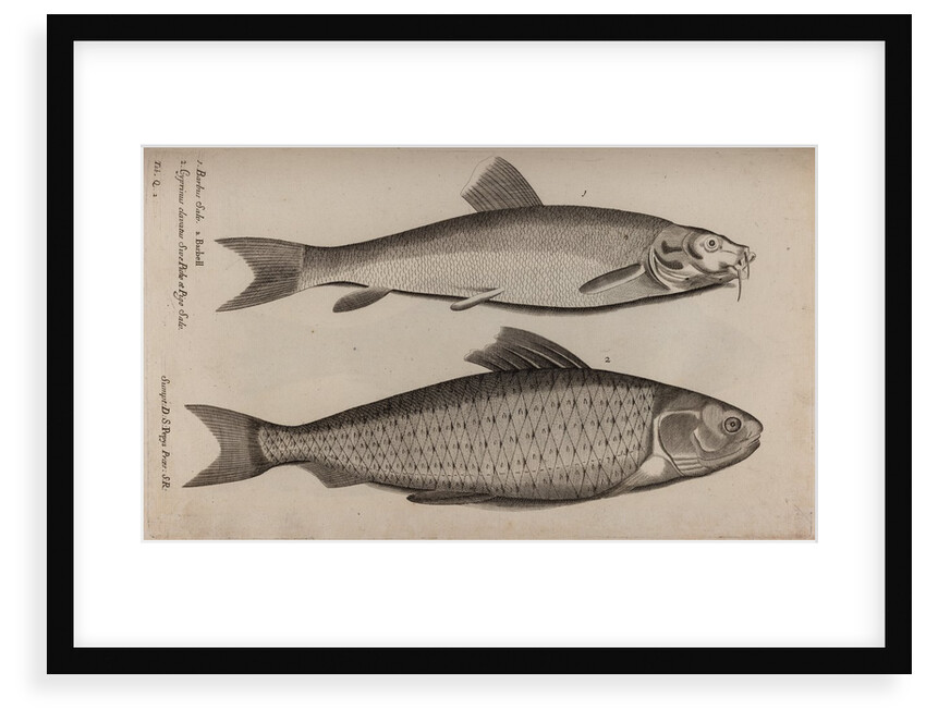 Barbel and carp by Unknown