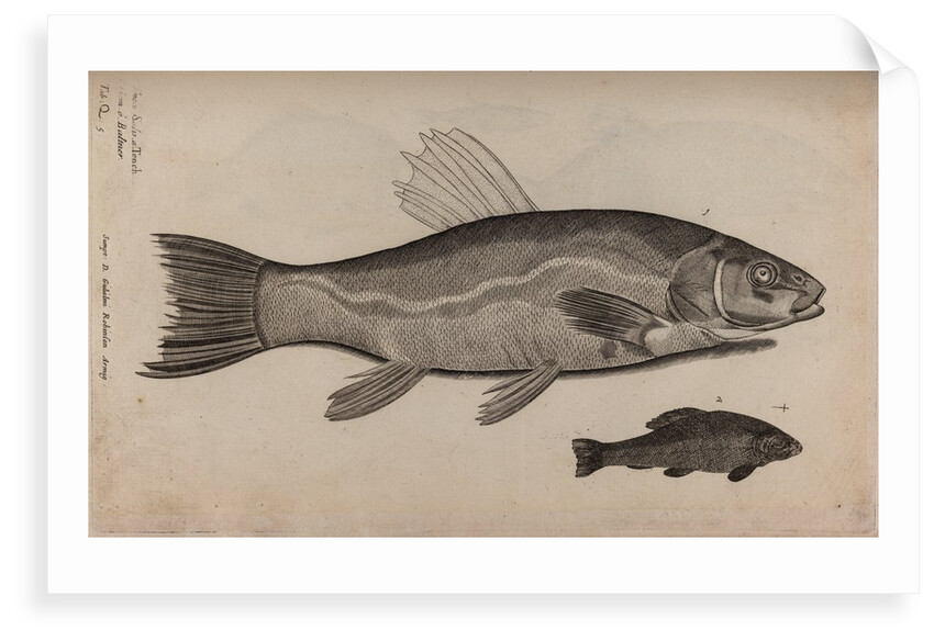 Tench by Unknown