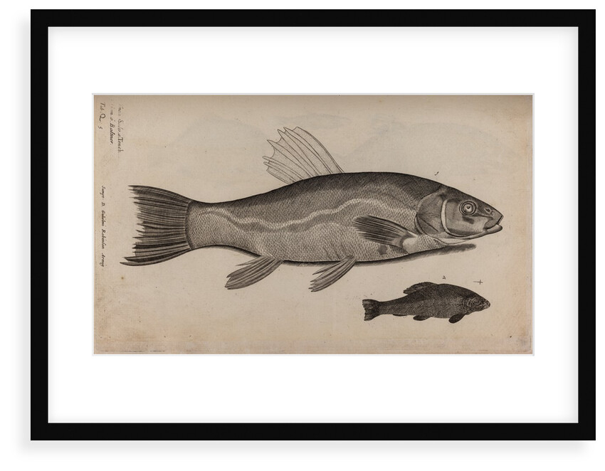 Tench by Unknown