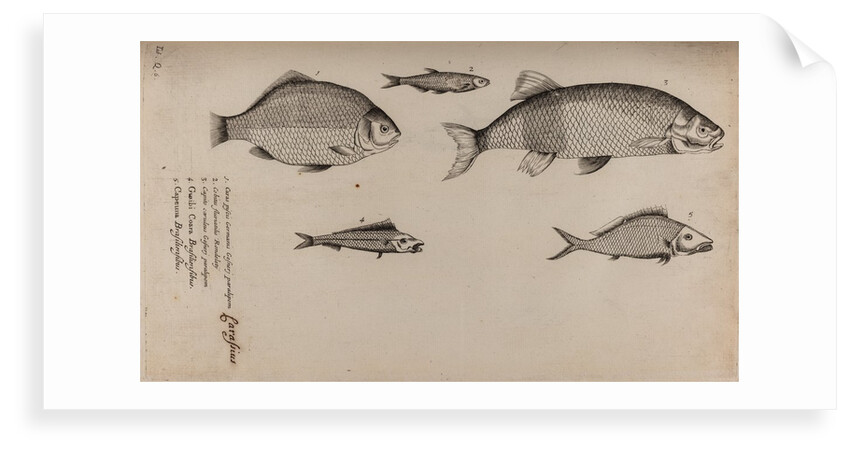 Various fish specimens by Unknown
