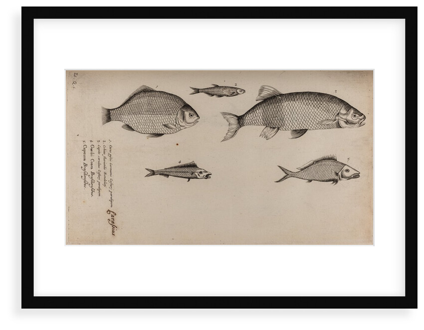 Various fish specimens by Unknown