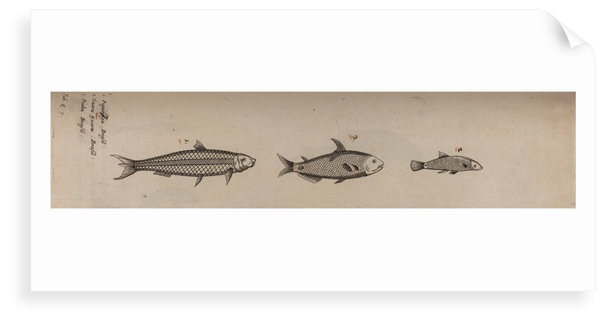 Various fish specimens by Unknown