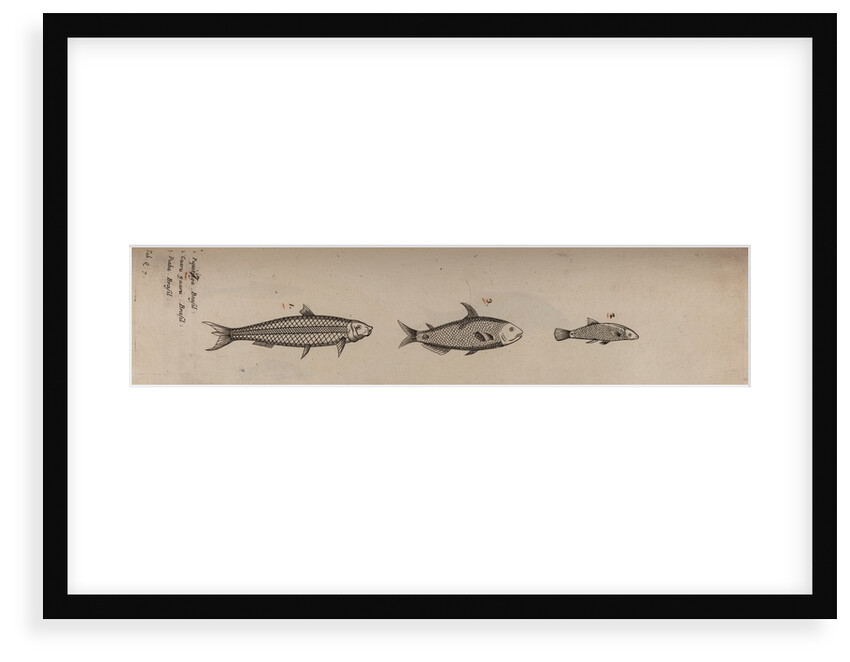 Various fish specimens by Unknown