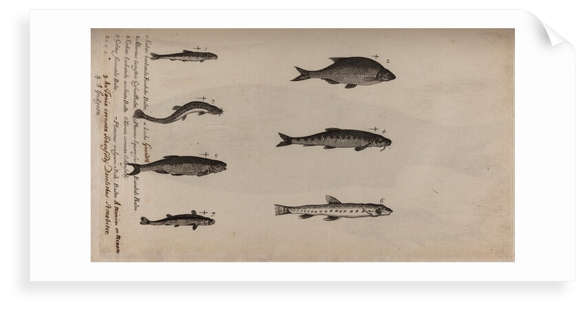 Various fish specimens by Unknown