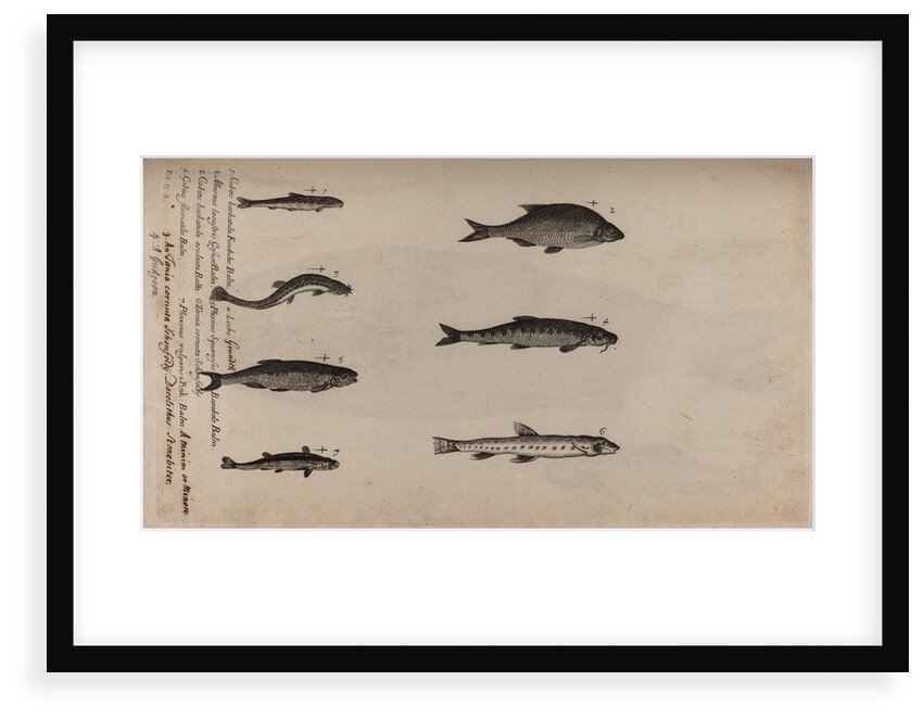 Various fish specimens by Unknown