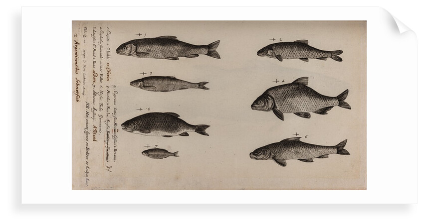 Various fish specimens by Unknown