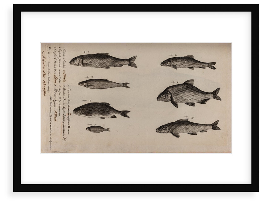 Various fish specimens by Unknown