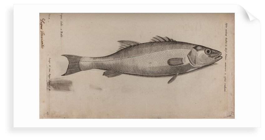 Bass by Unknown