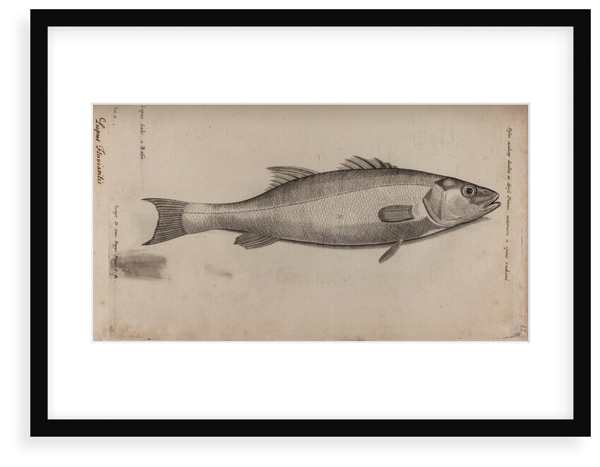 Bass by Unknown