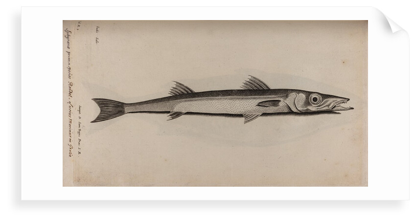 Barracudina by Unknown
