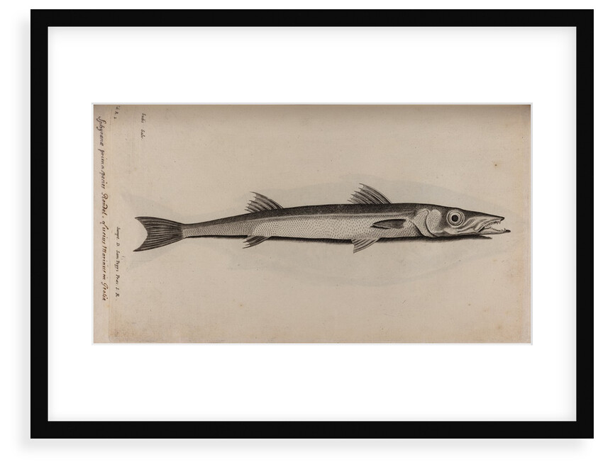 Barracudina by Unknown