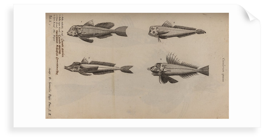 Various fish specimens by Unknown