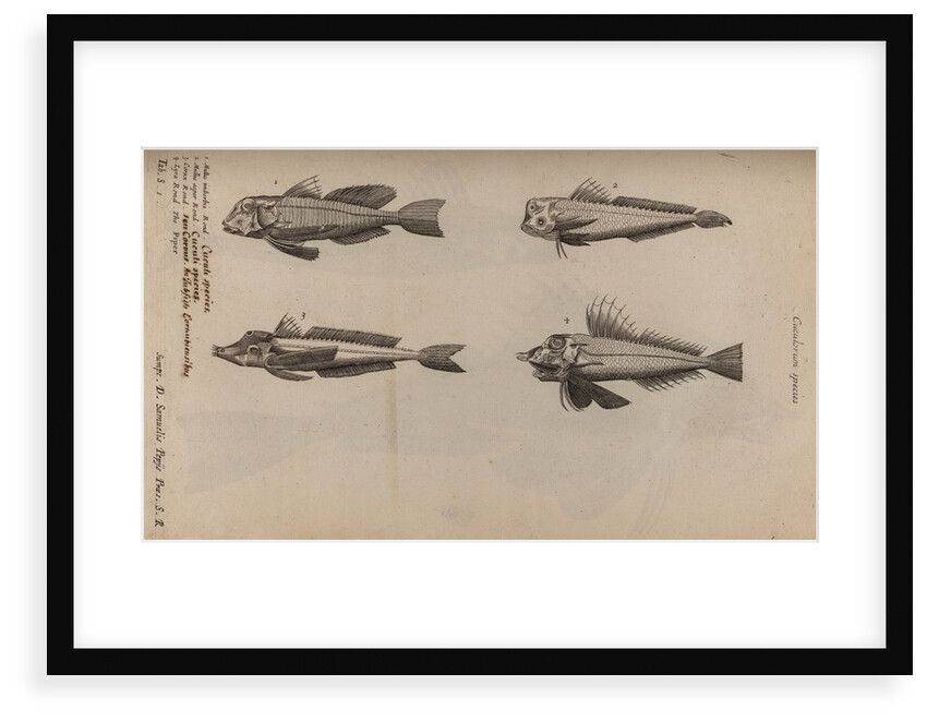 Various fish specimens by Unknown
