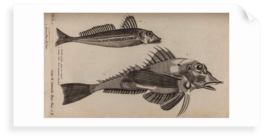 Gurnard by Unknown