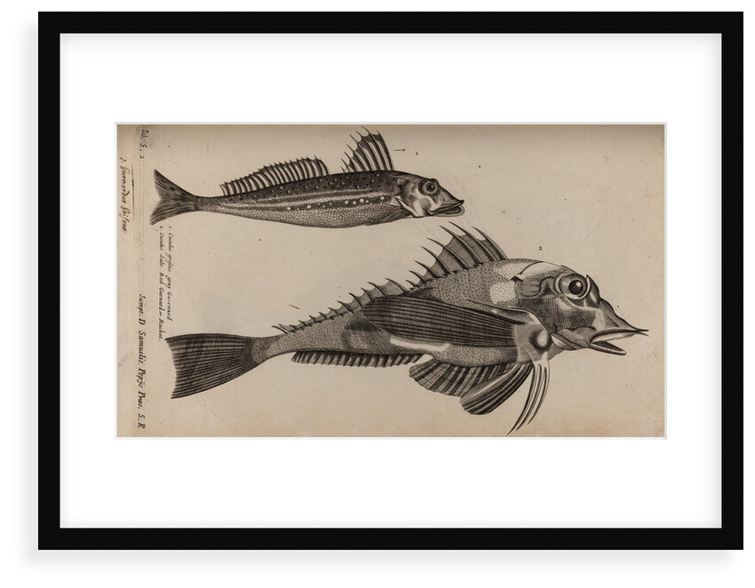 Gurnard by Unknown