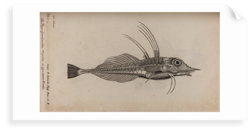 Piper gurnard by Unknown
