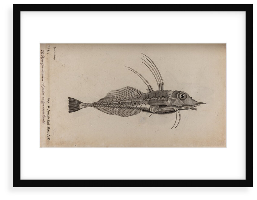 Piper gurnard by Unknown