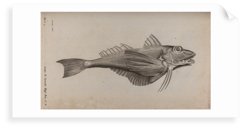 Tub gurnard by Unknown