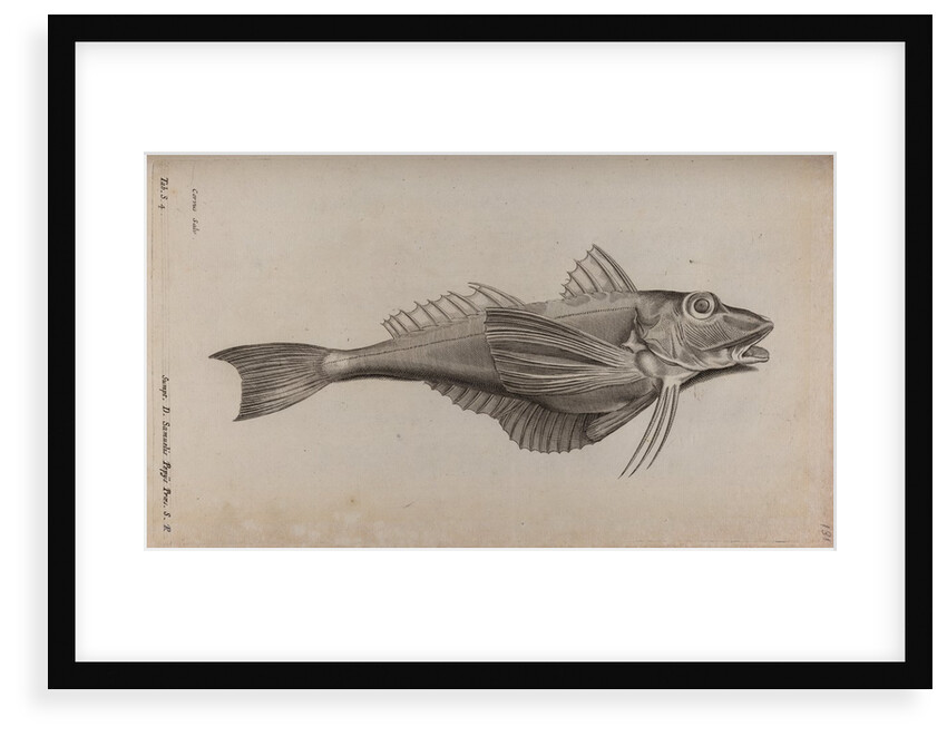 Tub gurnard by Unknown