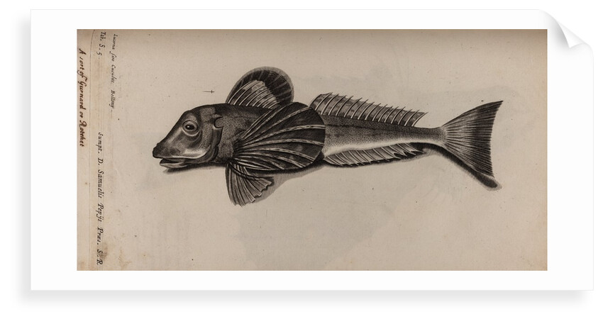 Gurnard by Unknown