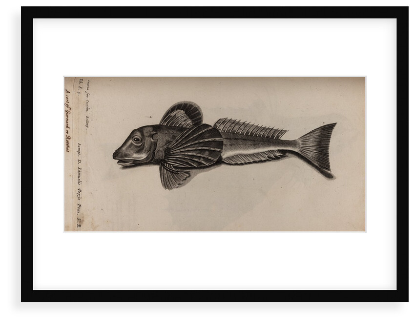 Gurnard by Unknown