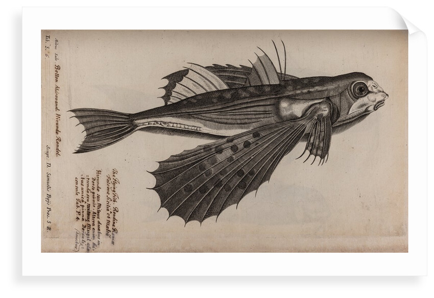 Flying fish by Unknown