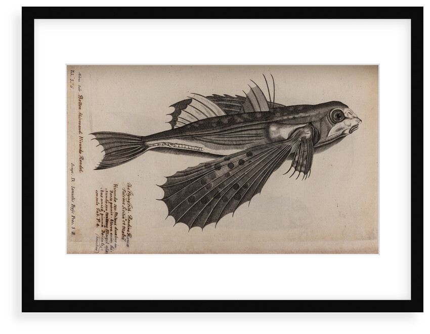 Flying fish by Unknown