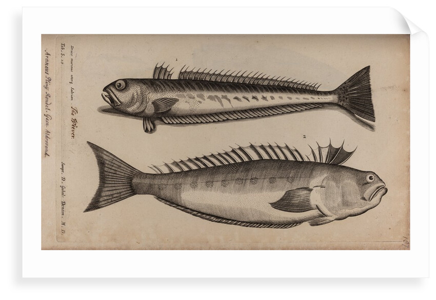 Weeverfish by Unknown