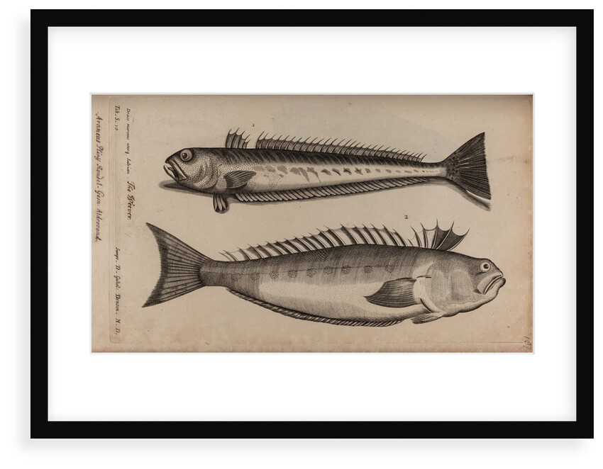 Weeverfish by Unknown