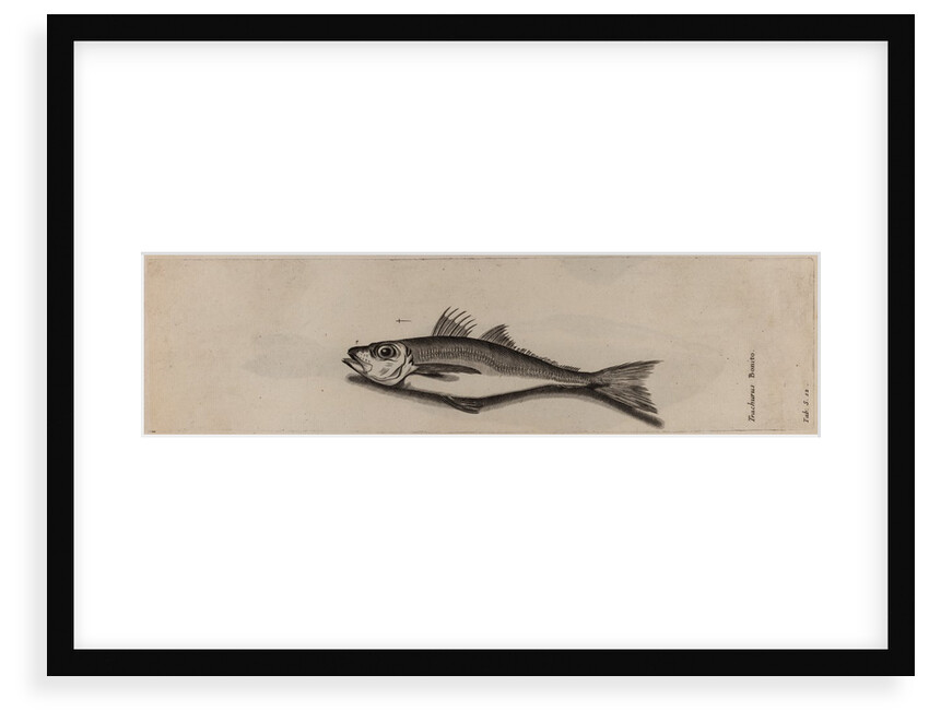 Mackerel by Unknown