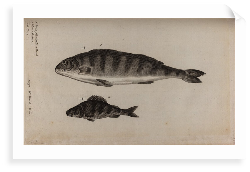 Perch by Unknown