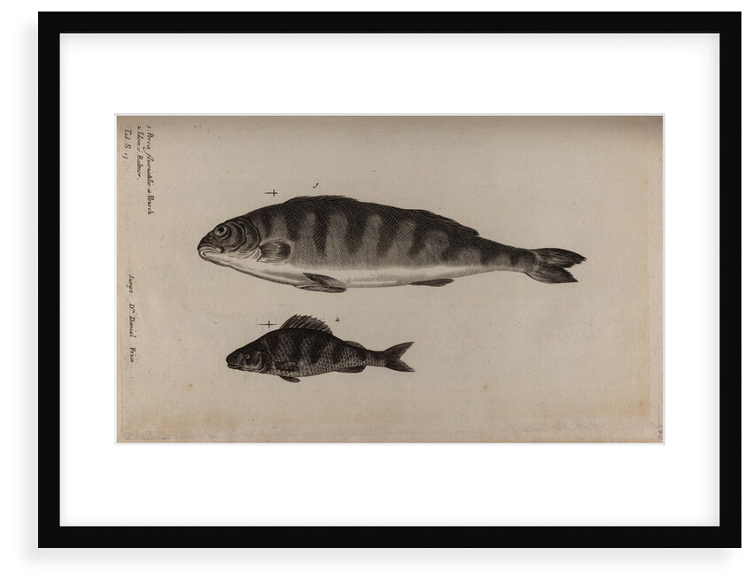 Perch by Unknown